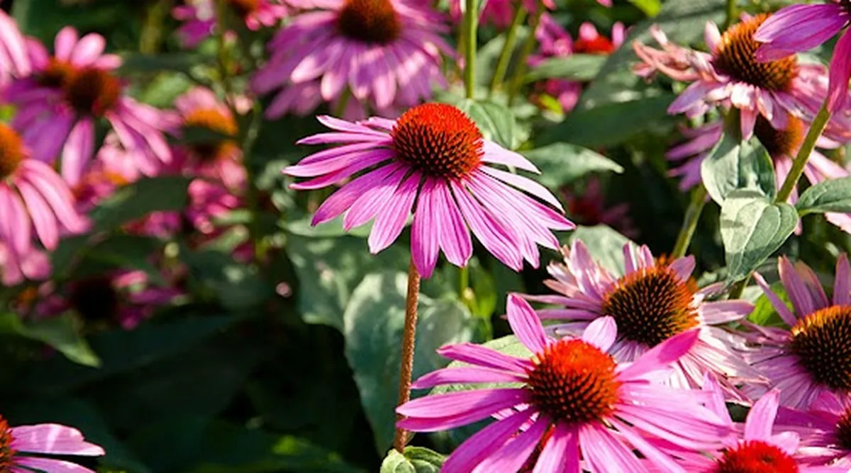 Echinacea