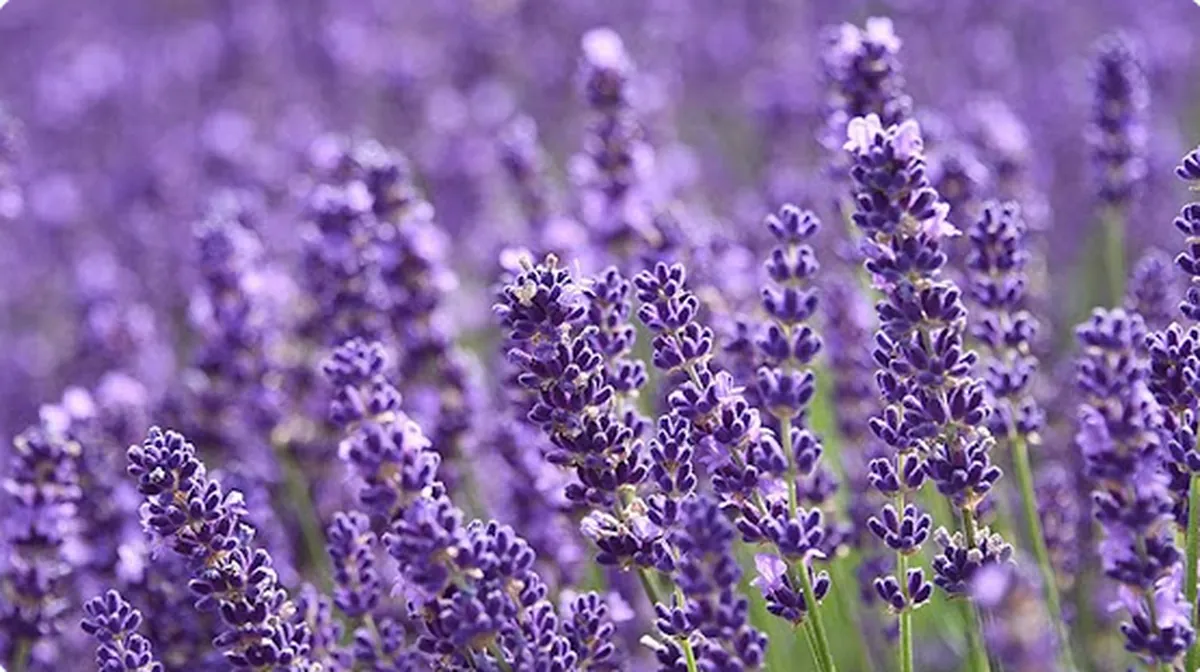 Lavender