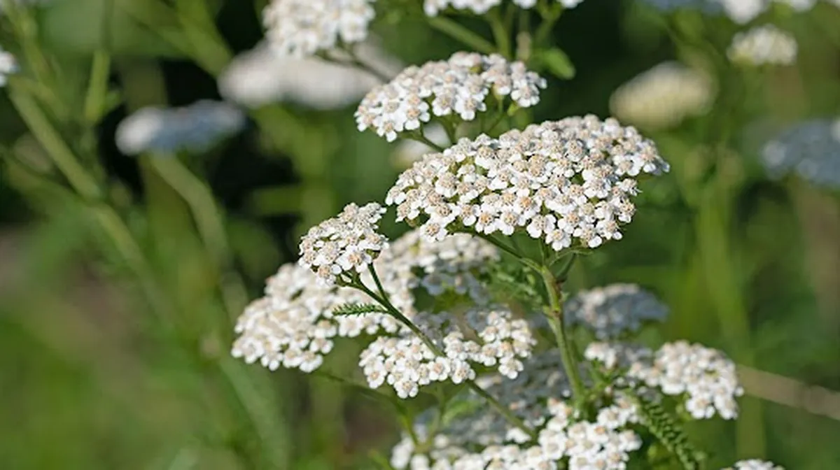 Yarrow